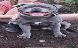 Staffordshire Bull Terrier dogs for sale: STUNNING litter of blue staffy pups - Image 8
