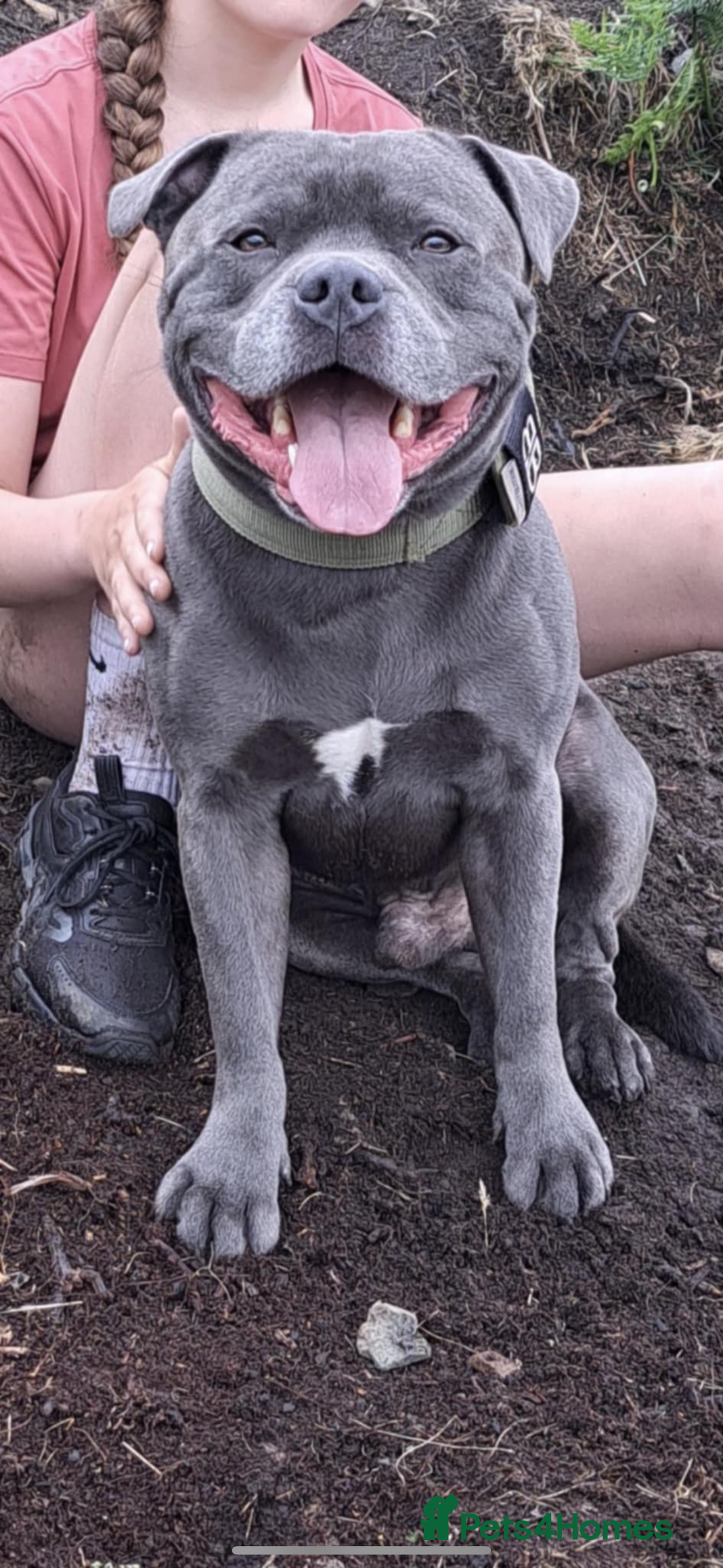 Staffordshire Bull Terrier dogs for sale: STUNNING litter of blue staffy pups - Image 8