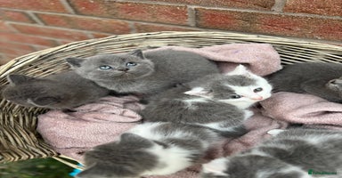British Shorthair cats - Advert 2