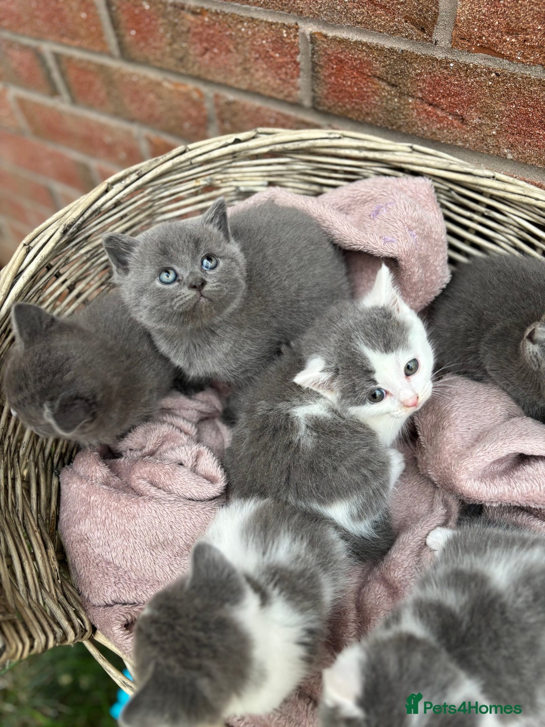 British Shorthair cats for sale: British shorthair kittens  - Image 3