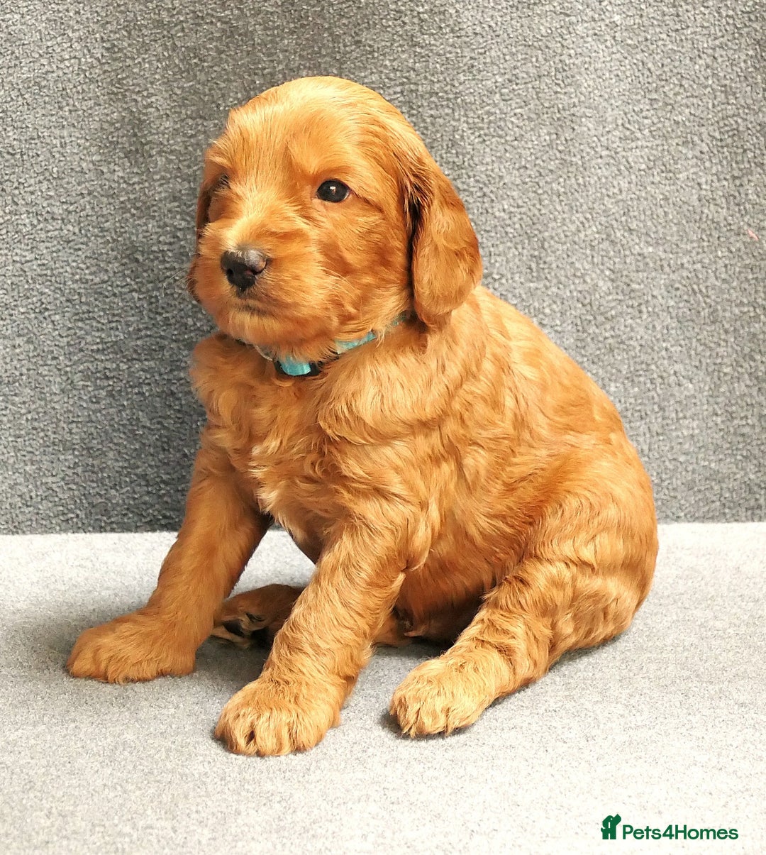 Mixed Breed dogs for sale: FULLY HEALTH TESTED FOX RED MINIATURE COCKAPOOS  - Image 26