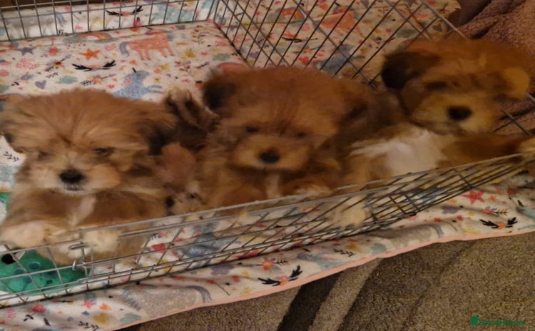 Lhasa Apso dogs - Advert 1