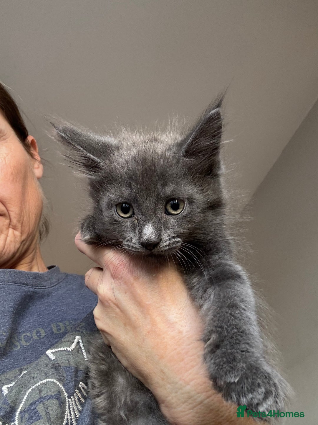 Mixed Breed cats for sale: 3/4 Maine Coon 1/4 ragdoll kittens ready - Advert 3