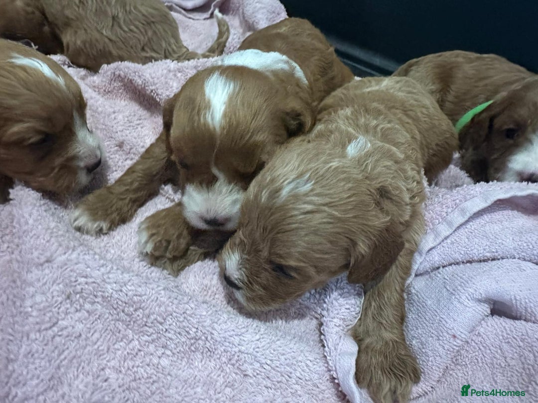 Cavapoo dogs for sale: One girl left has come available  - Image 8