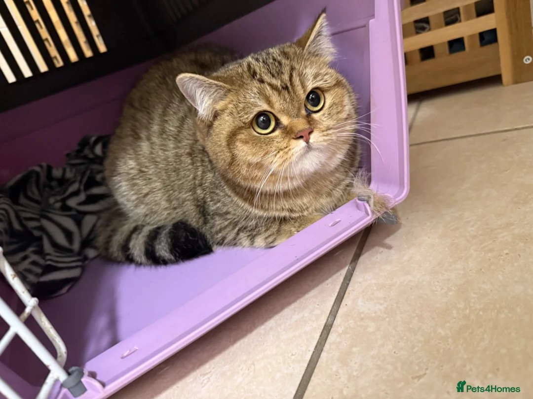 British Shorthair cats for sale: BRITISH SHORTHAIR  - Advert 1