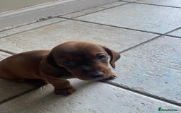 Miniature Dachshund dogs for sale: Mini dachshund  - Advert 2
