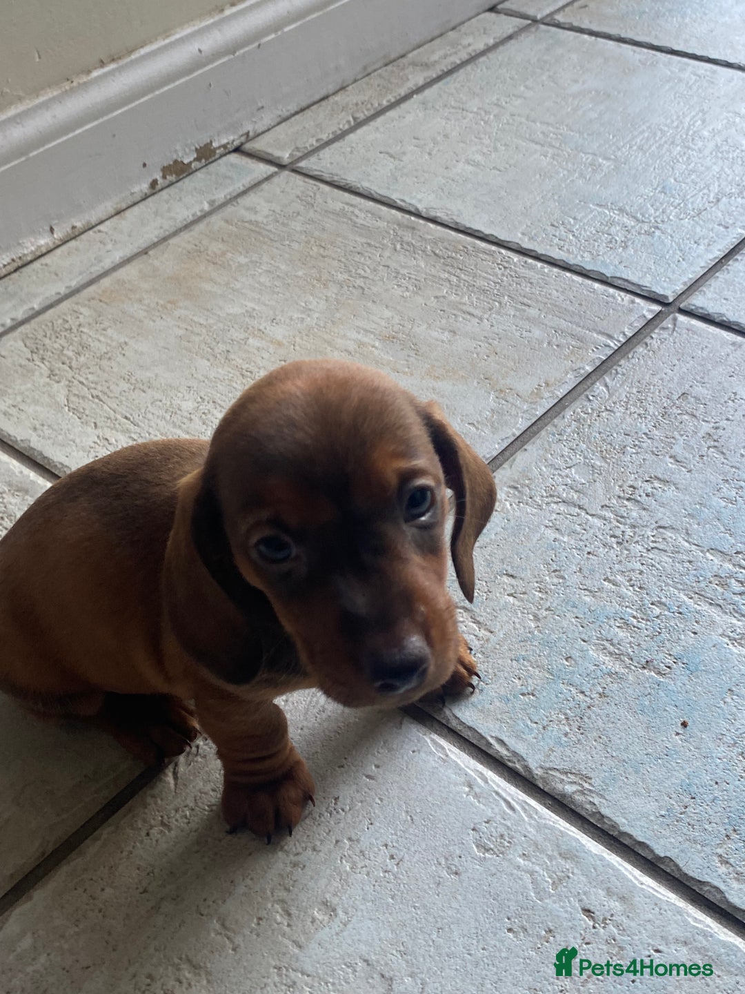 Miniature Dachshund dogs for sale: Mini dachshund  - Advert 2