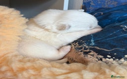 Samoyed dogs for sale: Beautiful Pure Breed Samoyed Puppies - Image 11