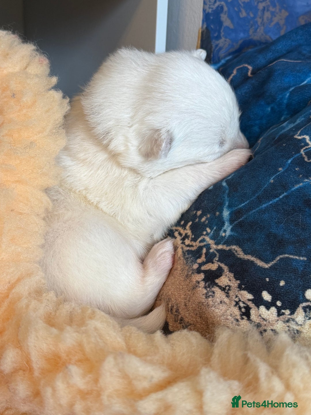 Samoyed dogs for sale: Beautiful Pure Breed Samoyed Puppies - Image 11
