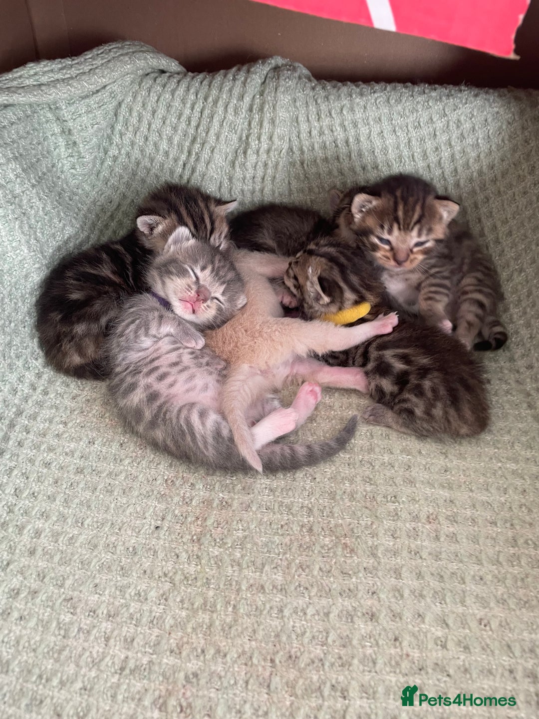 Munchkin cats for sale: Munchkin kittens for sale - Image 13