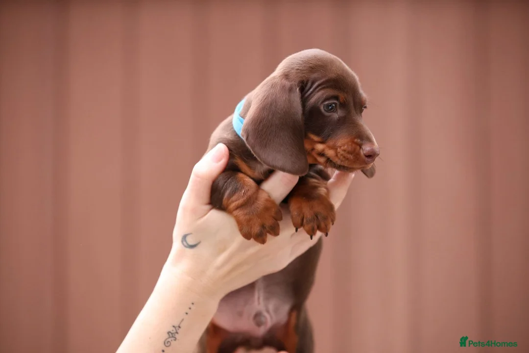 Miniature Dachshund dogs for sale: Miniature Dachshunds  - Advert 6