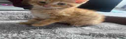 Mixed Breed cats for sale: 🐾 Stunning Turkish Angora/Bengal Kittens 🐾 - Advert 7