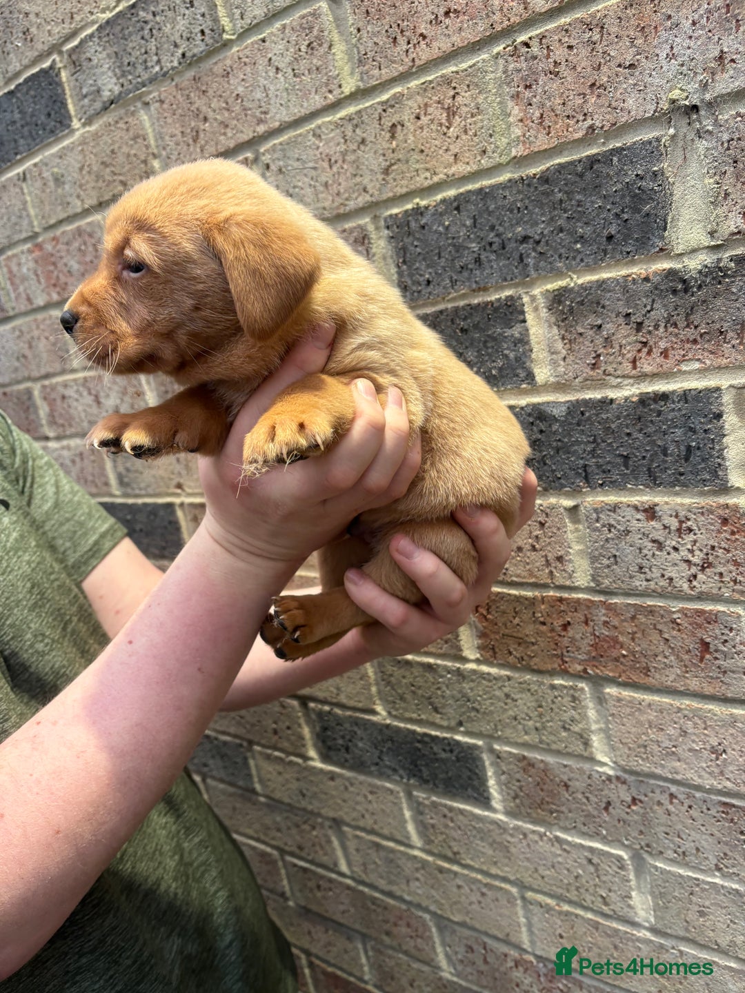 Labrador Retriever dogs for sale: Kc fox red Labrador puppies 4 boys ready to go  - Advert 15