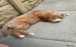 Goldendoodle dogs for sale: F1 miniature Goldendoodle puppies. - Image 10