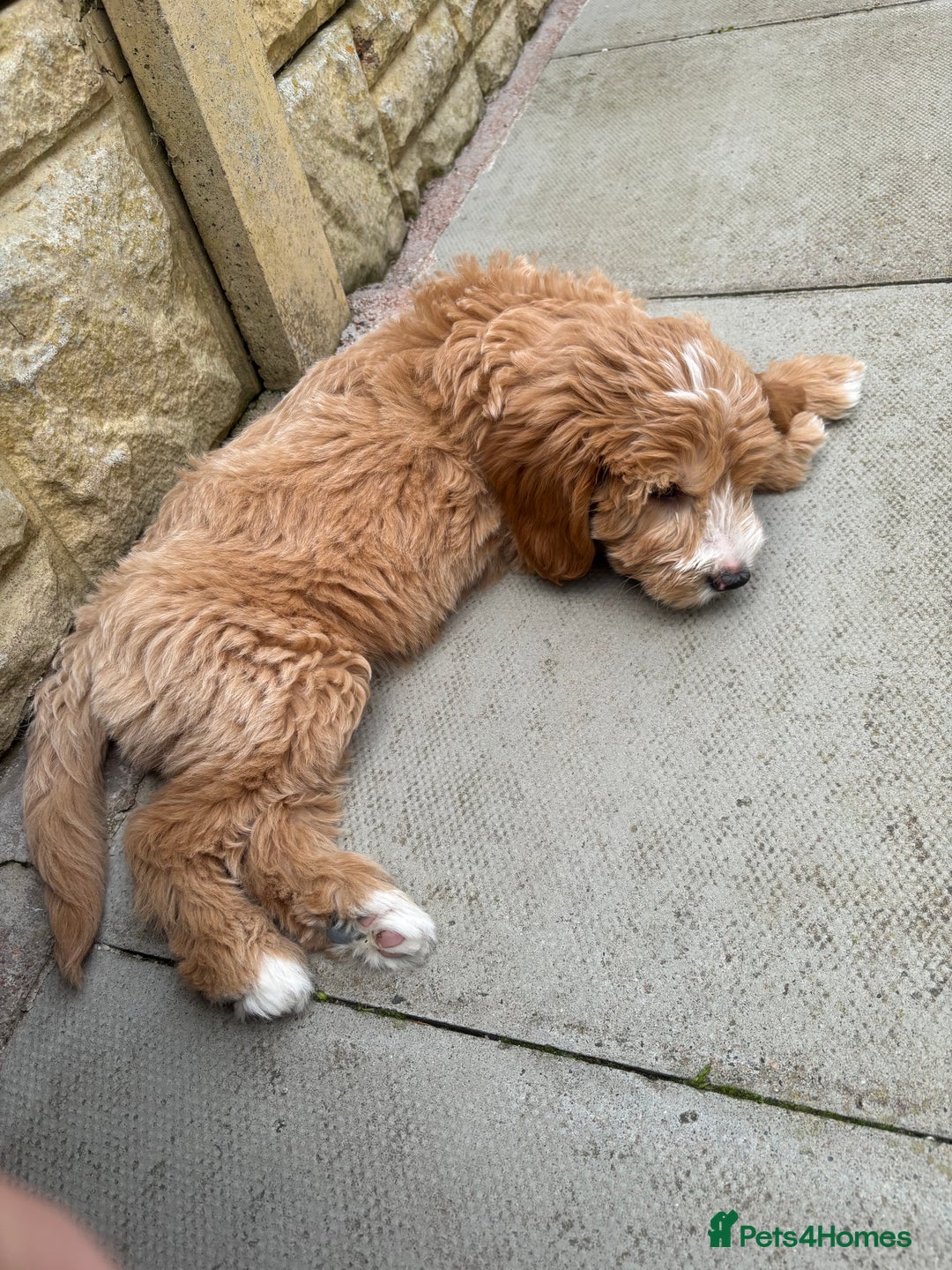 Goldendoodle dogs for sale: F1 miniature Goldendoodle puppies. - Image 10