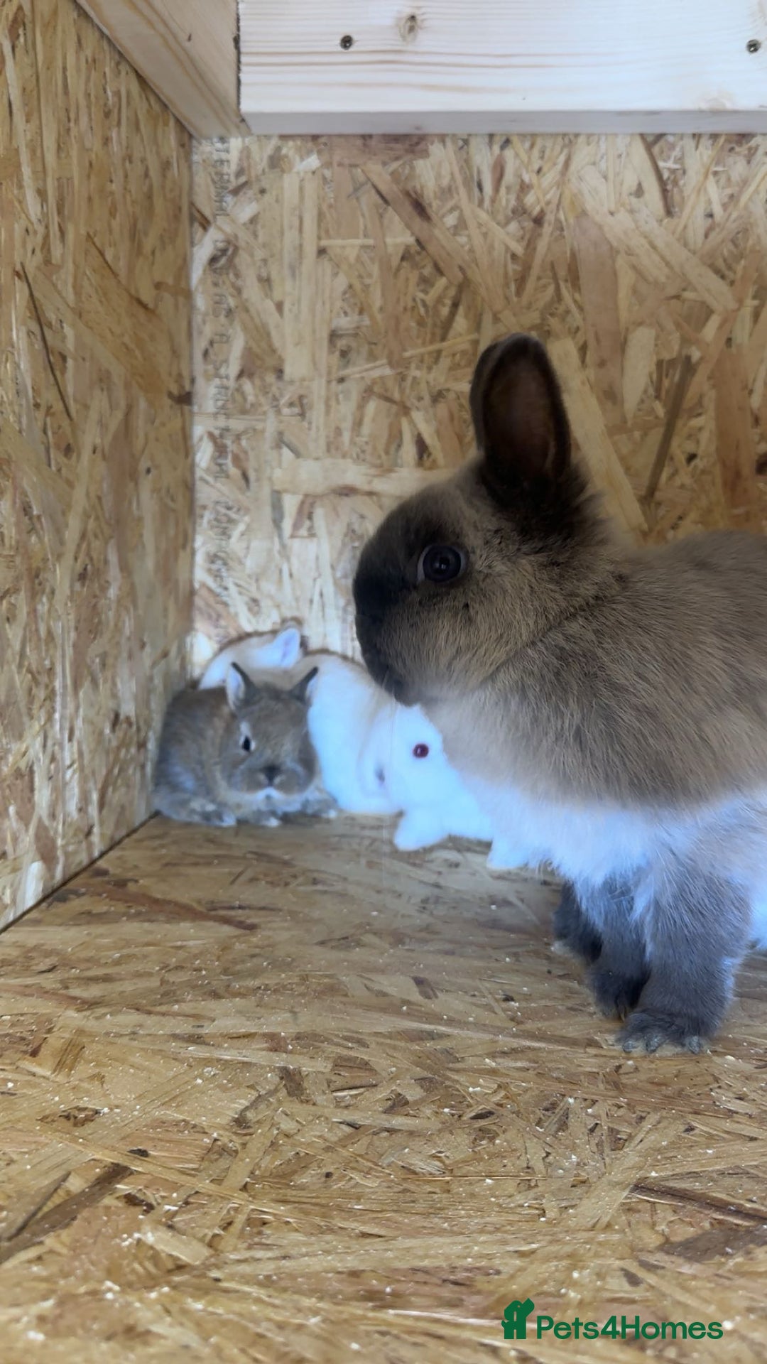 Netherland Dwarf rabbits for sale: Baby netherland dwarfs  - Advert 3