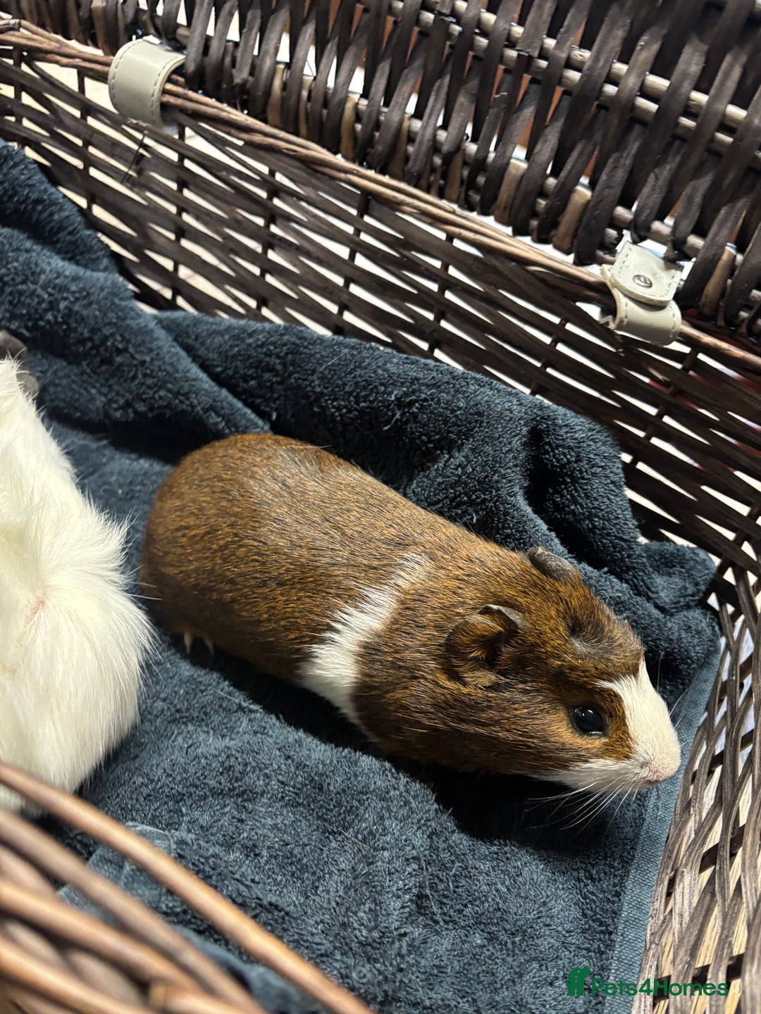 Guinea Pig rodents for sale: Beautiful baby guinea pigs  - Advert 3