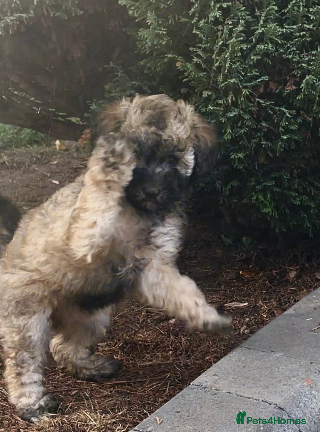 Miniature Poodle dogs for sale: Home Bred pups, extensively Health tested - Image 4