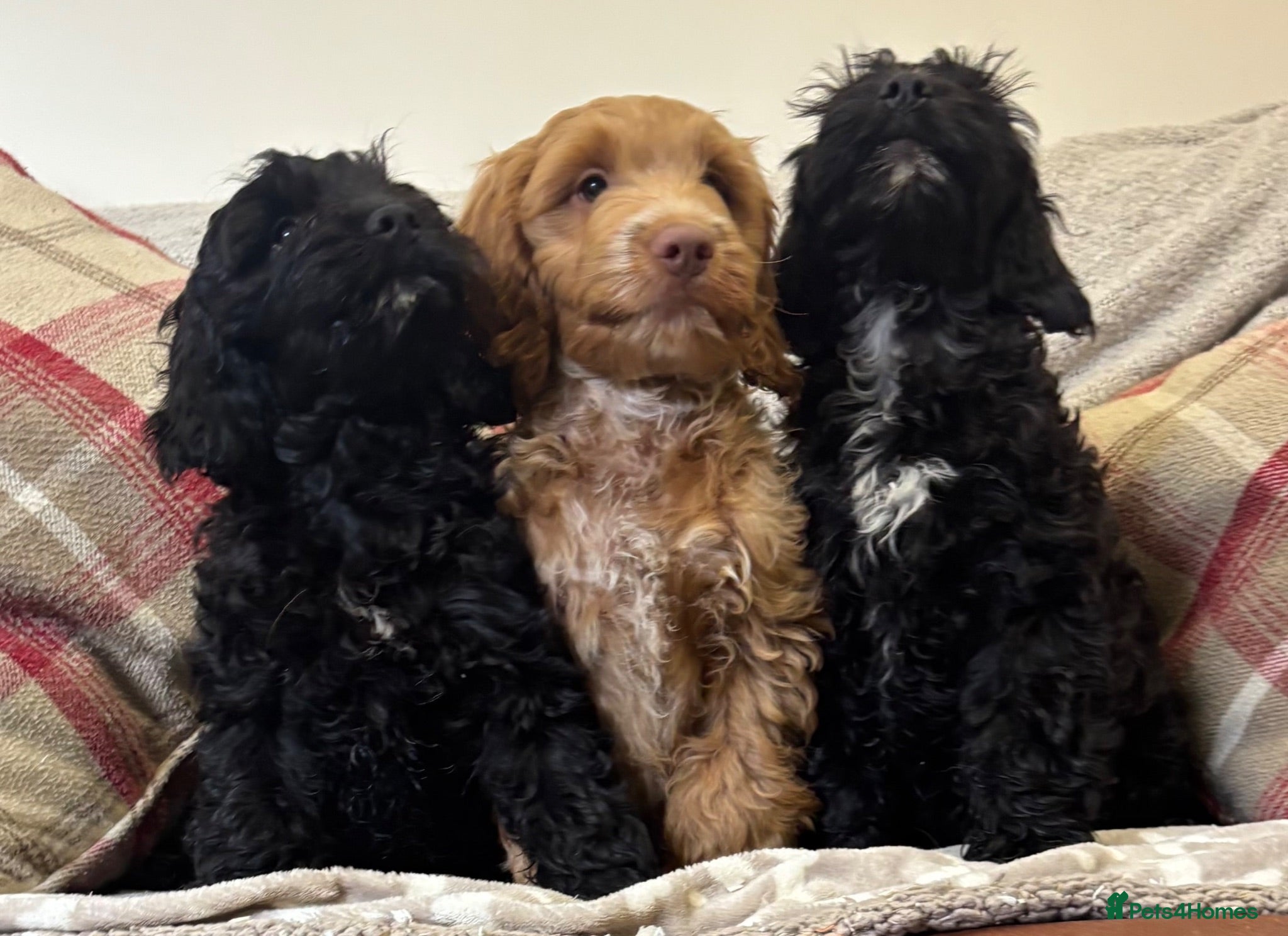 Cockapoo dogs Stunning F1 Cockapoos H/Tested KC/Show Parents!! - Advert 2
