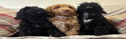 Cockapoo dogs for sale: Stunning F1 Cockapoos H/Tested KC/Show Parents!! - Advert 2
