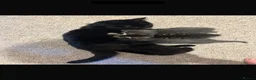 Mixed Breed cats for sale: Kittens for sale  - Advert 14