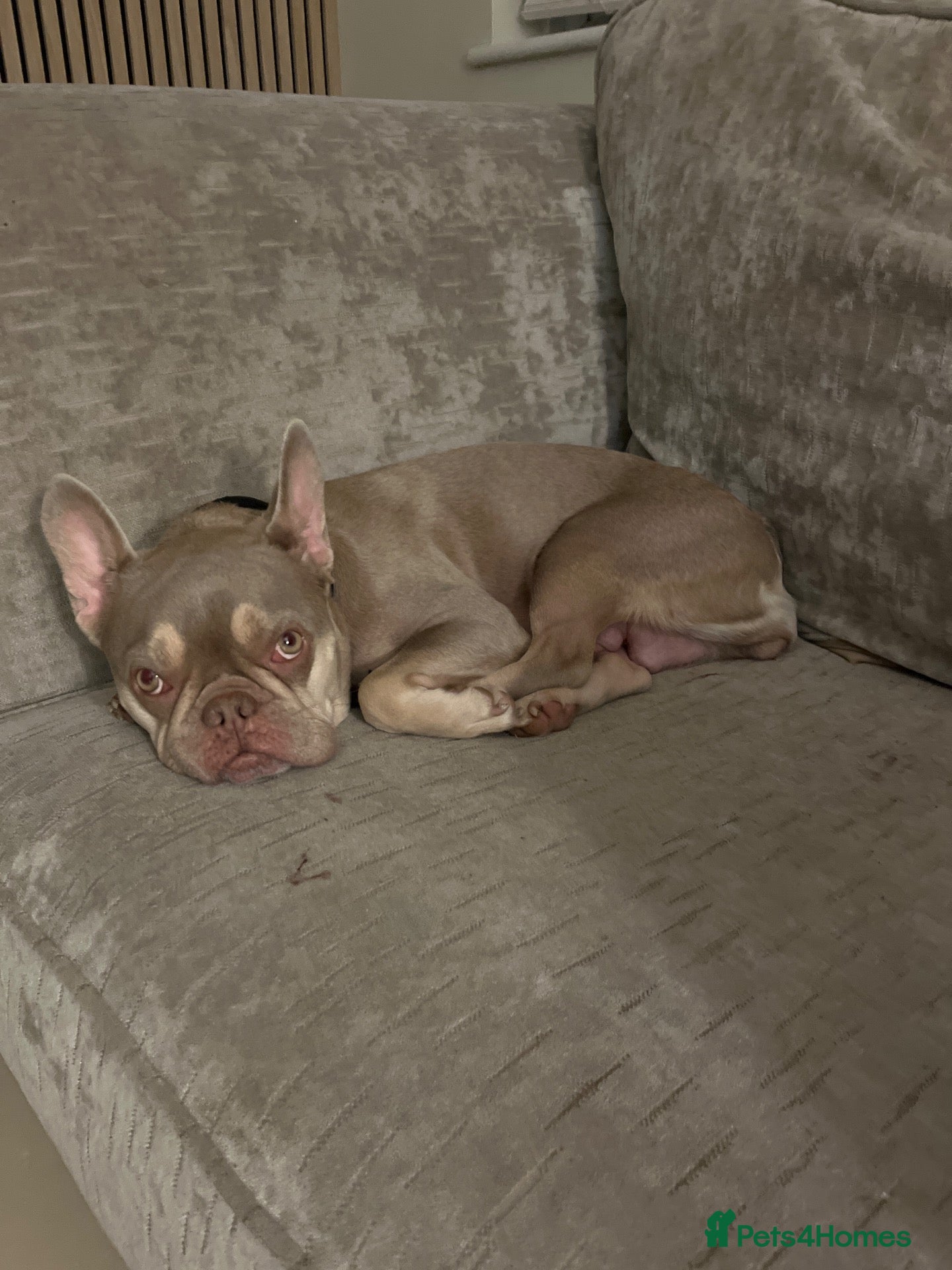 Mixed Breed dogs for sale: Foodle  - Advert 10
