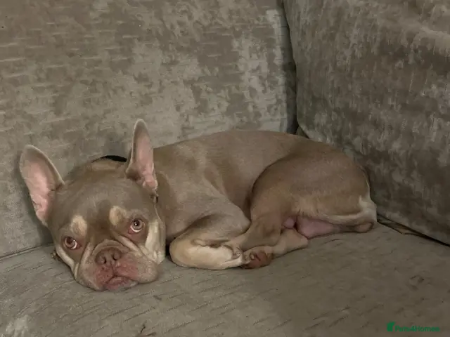 Mixed Breed dogs for sale: Foodle - Advert 10