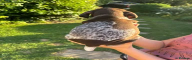 German Shorthaired Pointer 4