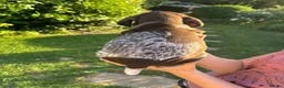 German Shorthaired Pointer dogs for sale: Dorothea and Marjorie - Advert 14