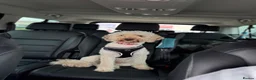 Labradoodle dogs for sale: F1BB Miniature Labradoodle Puppies – Home Raised - Advert 10