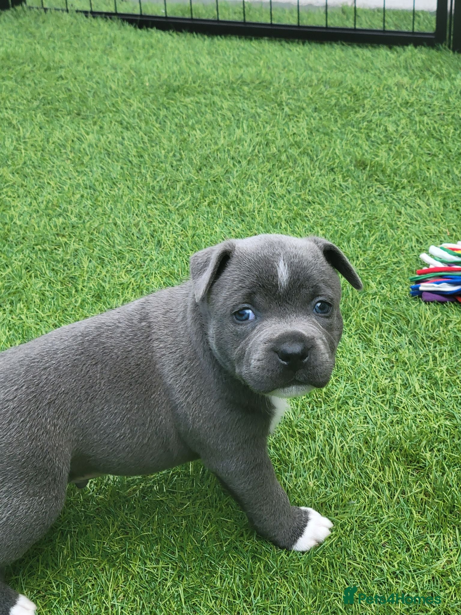 Staffordshire Bull Terrier dogs LAST BOYKc registered blue staffys - Advert 10