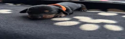 Miniature Dachshund dogs for sale: 5 miniature dacshunds puppies  - Advert 35