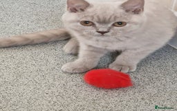 British Shorthair cats for sale: British shorthair - Image 9