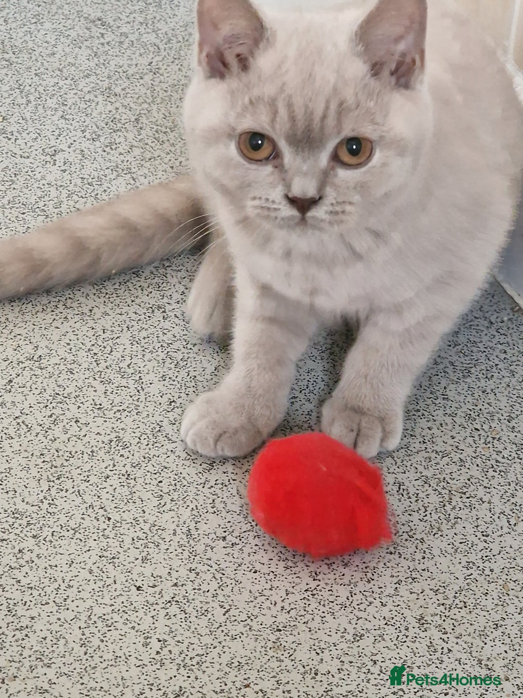 British Shorthair cats for sale: British shorthair - Image 9