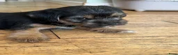 Mixed Breed dogs for sale: Border Terrier x Patterdale Puppies  - Advert 4