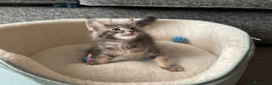 Maine Coon Kitten 5