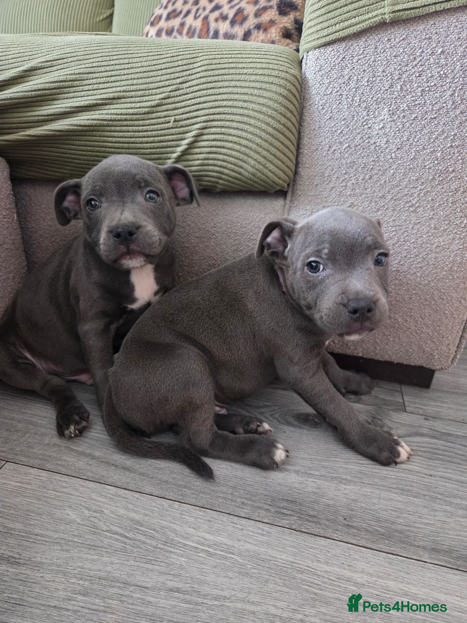 Staffordshire Bull Terrier dogs KC CHAMPION BLOODLINES UNMATCHED PEDIGREE SBT  - Advert 5
