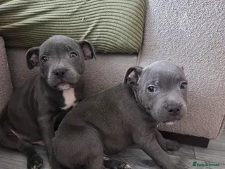 Staffordshire Bull Terrier dogs KC CHAMPION BLOODLINES UNMATCHED PEDIGREE SBT - Advert 5