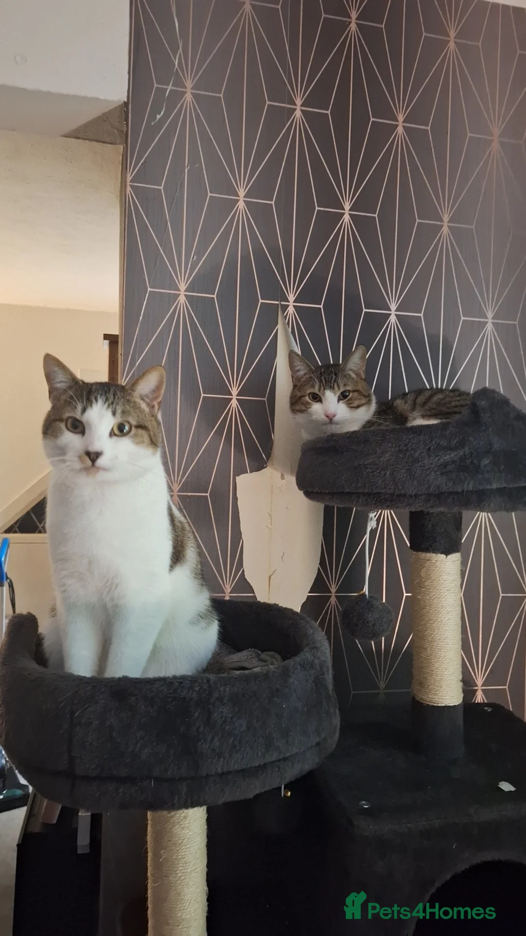 Mixed Breed cats for sale: 2 male cats for sale in Burnley - Advert 1