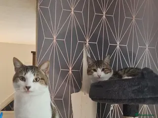 Mixed Breed cats 2 male cats for sale - Advert 1