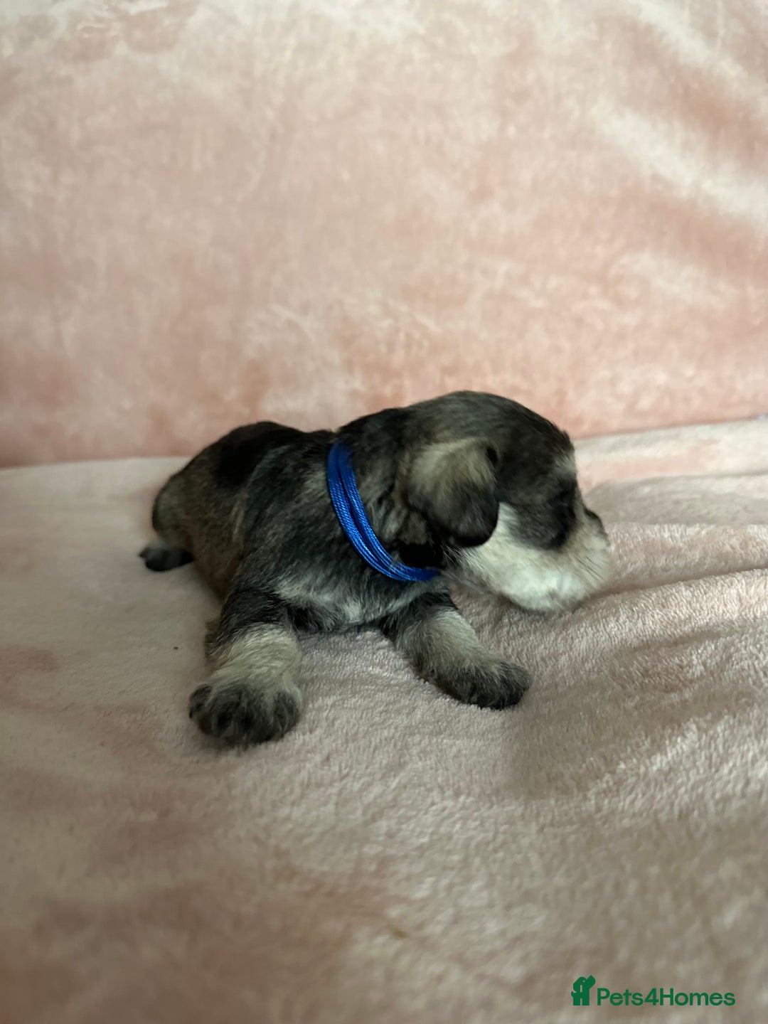 Miniature Schnauzer dogs for sale: OUTSTANDING CHAMPION LINES PUPPIES  - Advert 35