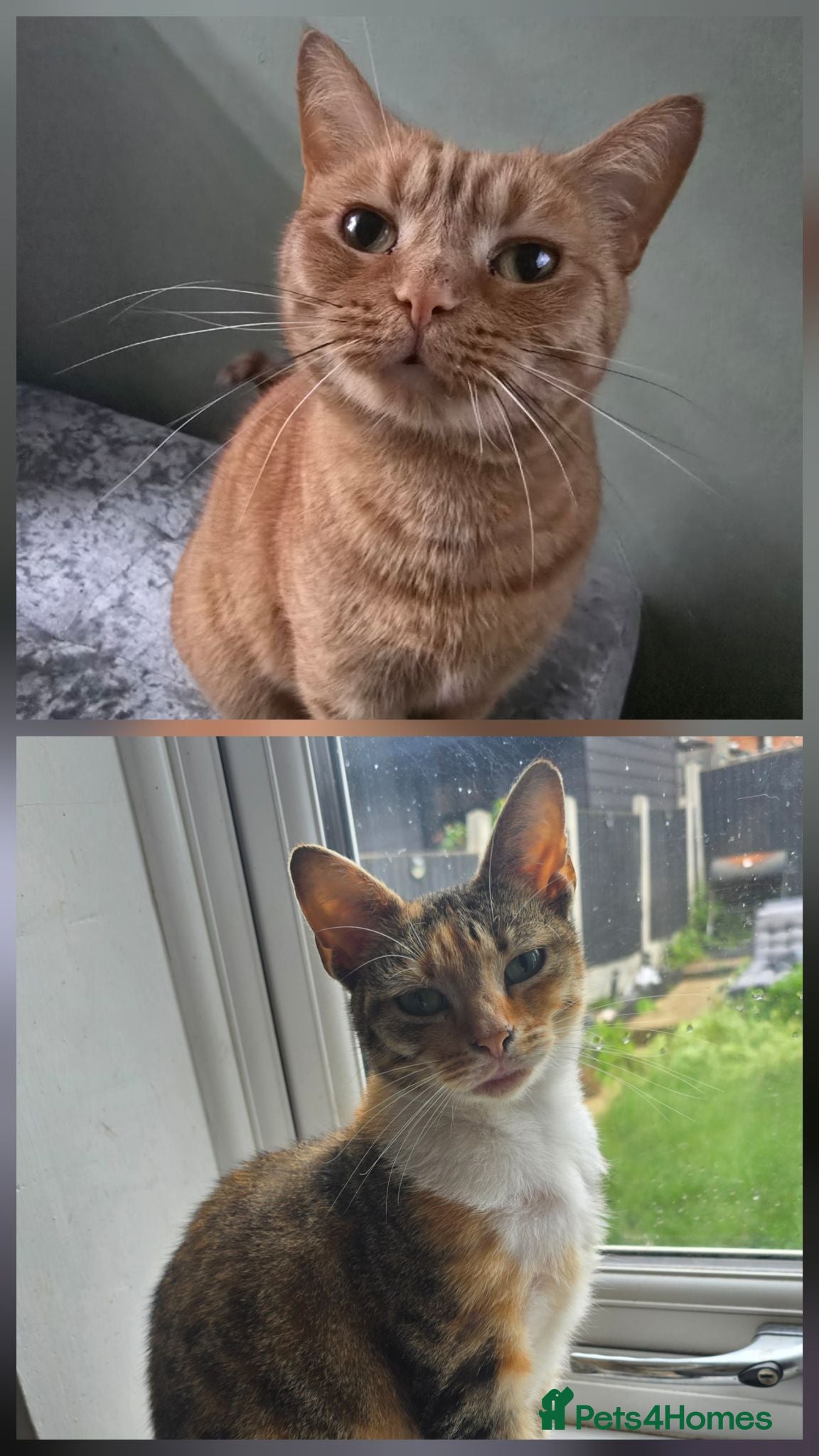 British Shorthair cats 2 females looking for home - Advert 1