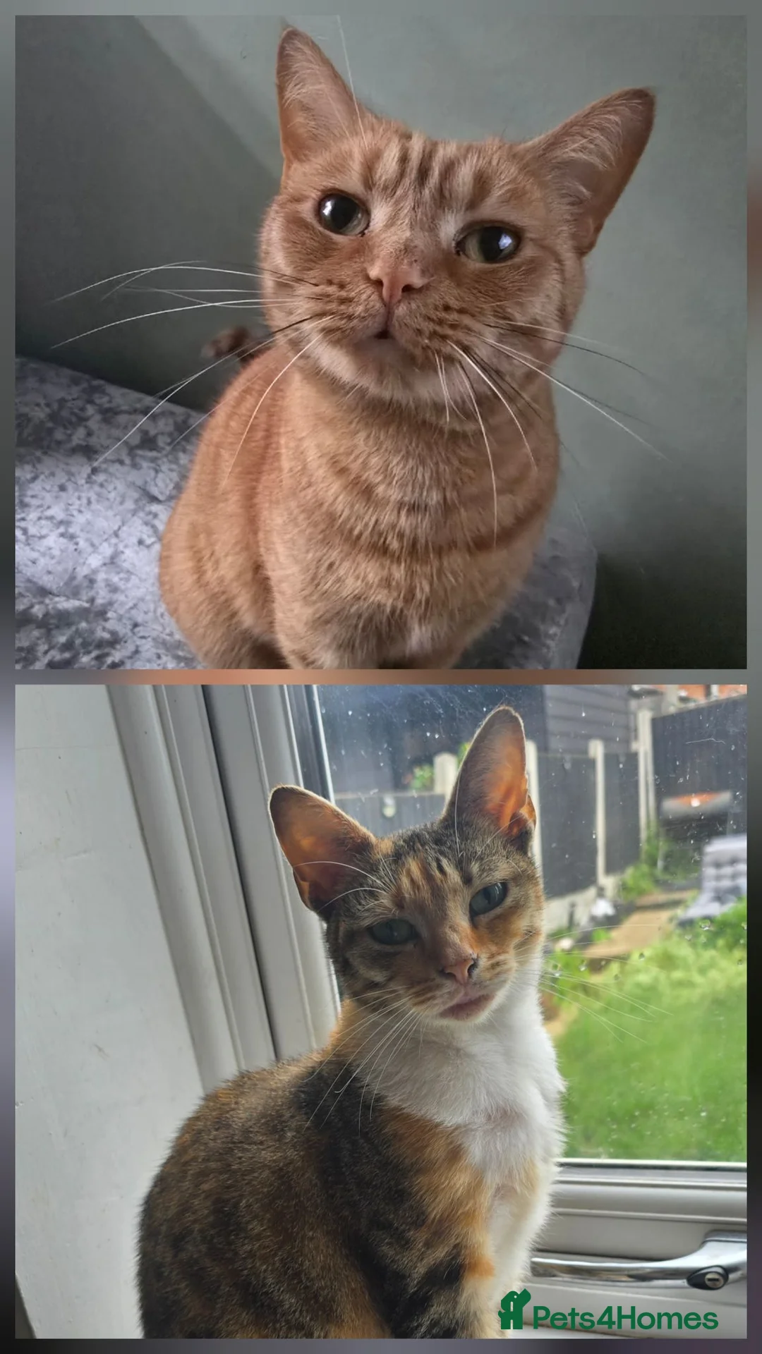 British Shorthair cats for sale: 2 females looking for home - Advert 1