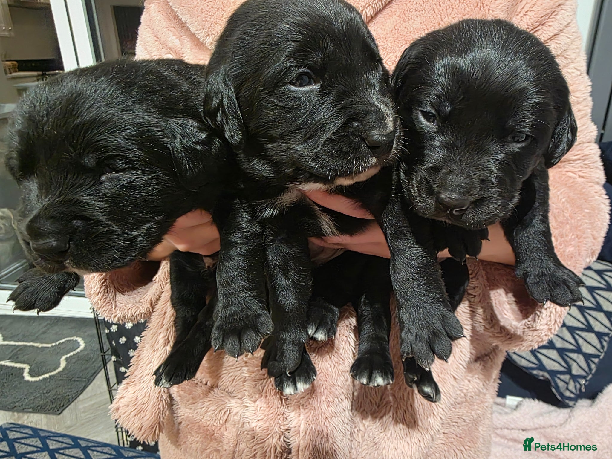 Mixed Breed dogs Labernese F1 Puppies - Advert 1