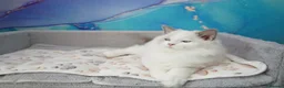 Ragdoll cats for sale: blue bicolour girls and boys available  - Advert 11