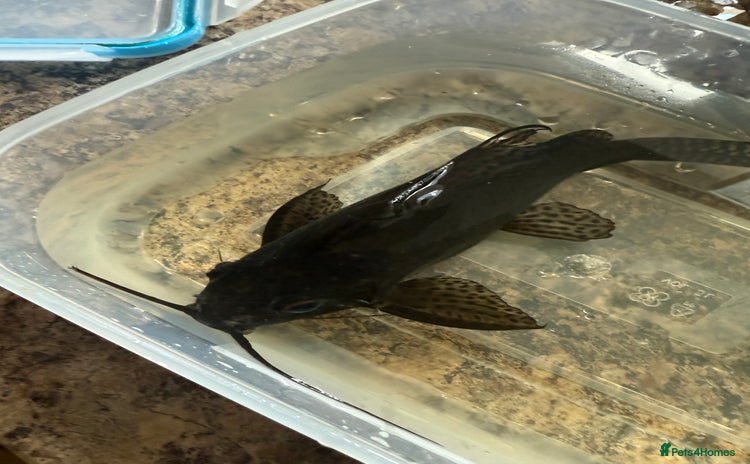 Catfish fish - Advert 2