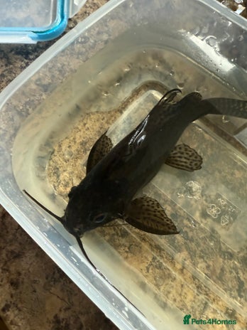 Catfish fish - Advert 2