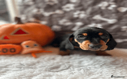 Dachshund dogs for sale: Beautiful Dachshund Puppies Ready to go 8th Nov  - Image 18