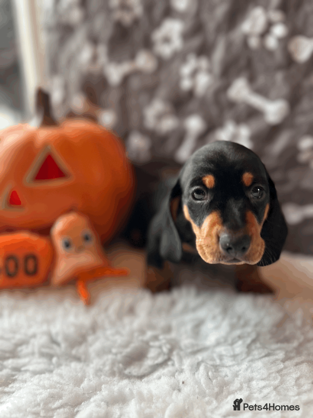 Dachshund dogs for sale: Beautiful Dachshund Puppies Ready to go 8th Nov  - Image 18