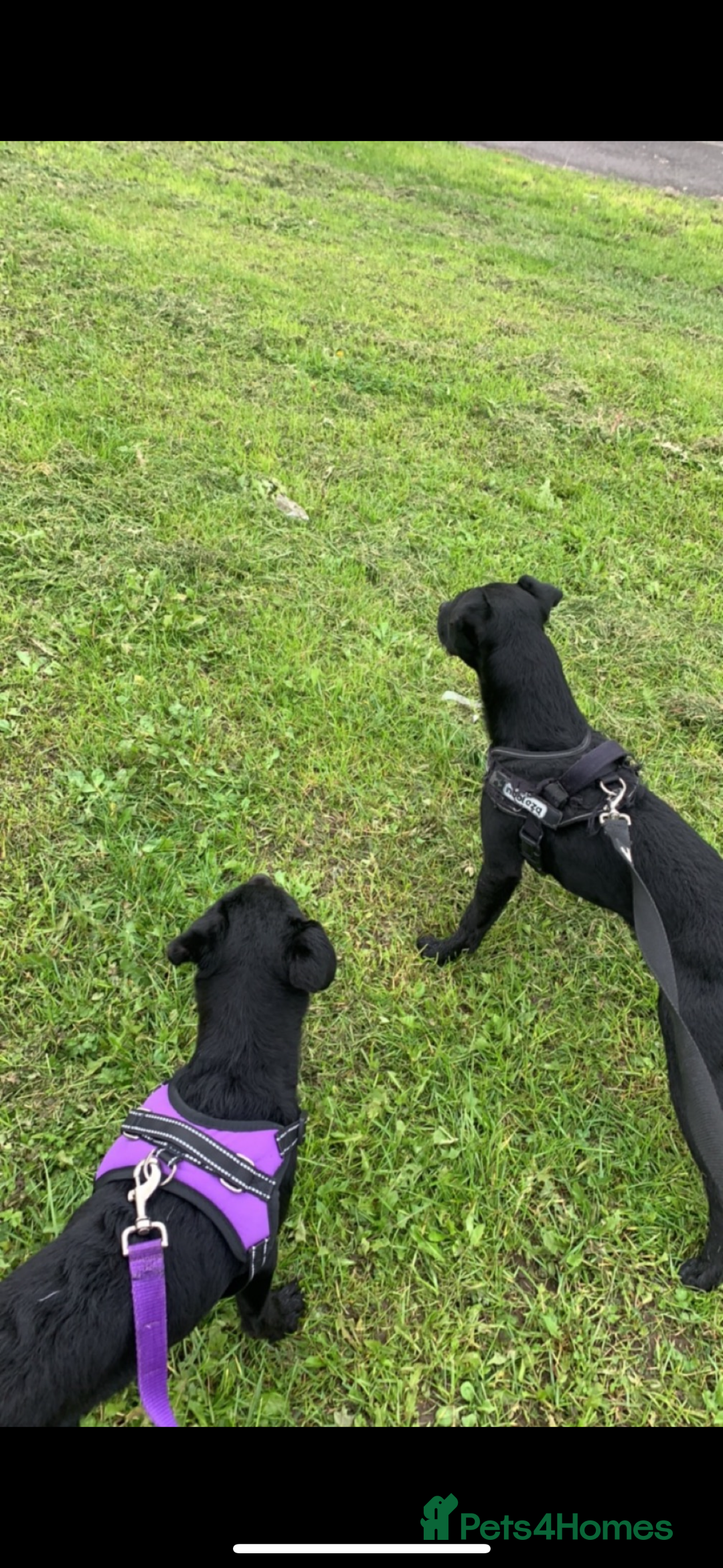 Patterdale Terrier dogs for sale: Patterdale puppies  - Image 7